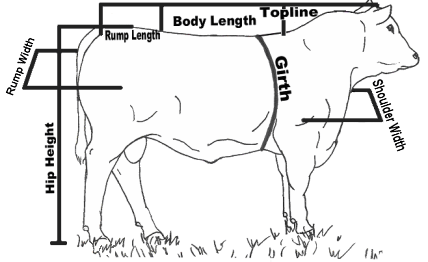 Applied Linear Measurements