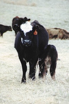 Cow with calf