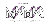 DNA