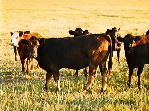 Cow.jpg (27315 bytes)