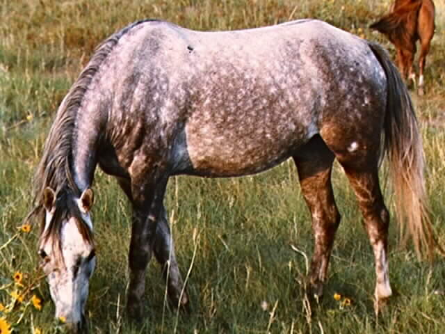 Horse.jpg (51014 bytes)