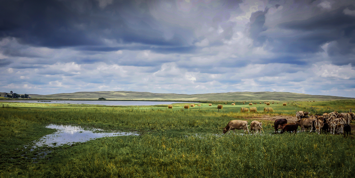 Braunvieh cattle at The Card with Card Lake and fresh haybales on the meadow