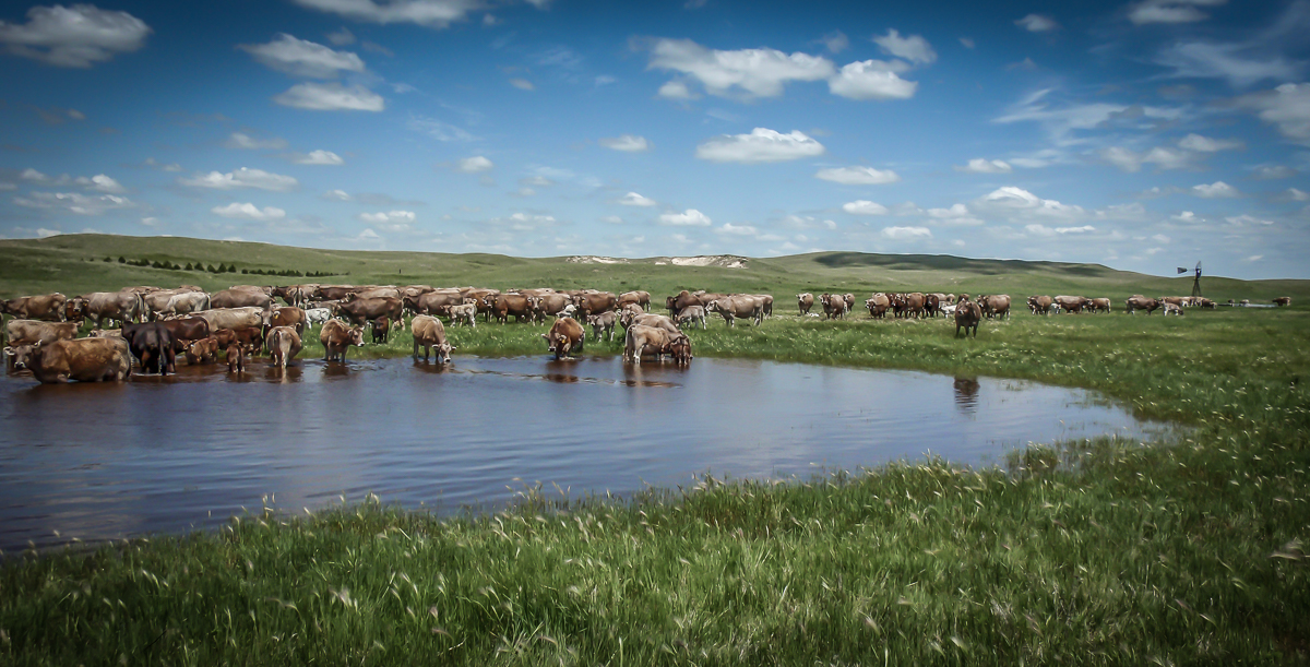 Braunvieh cattle drinking at a natural pond with windmill and blowouts visible