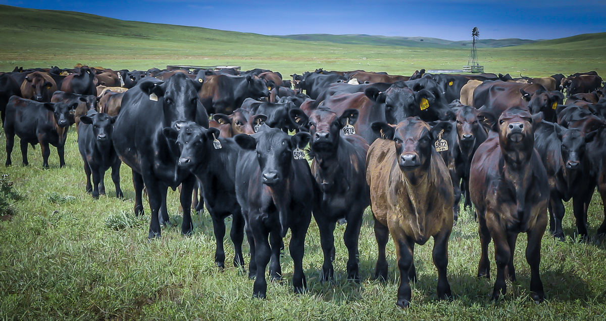 Crossbred calves posing playfully with their mothers, windmill in background
