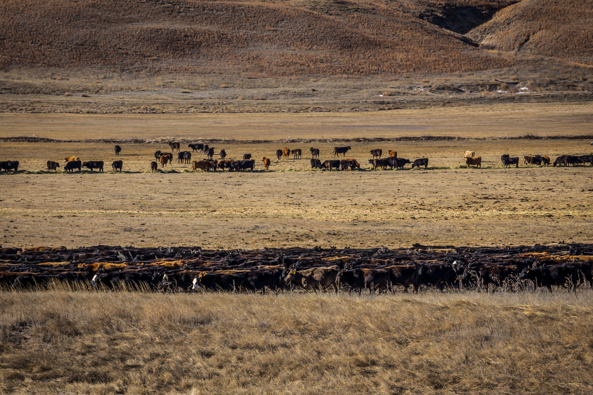 JHL Ranch cattle herd