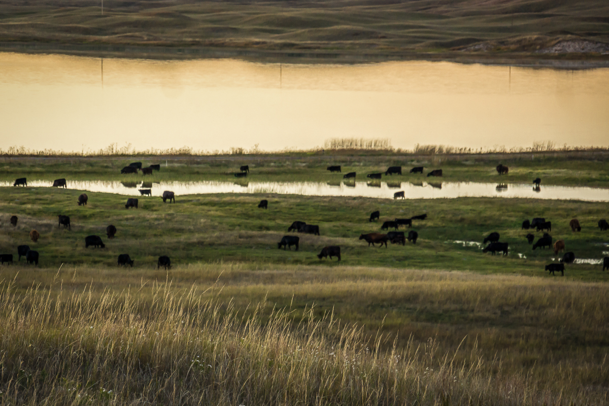Crossbred cattle reflections in water