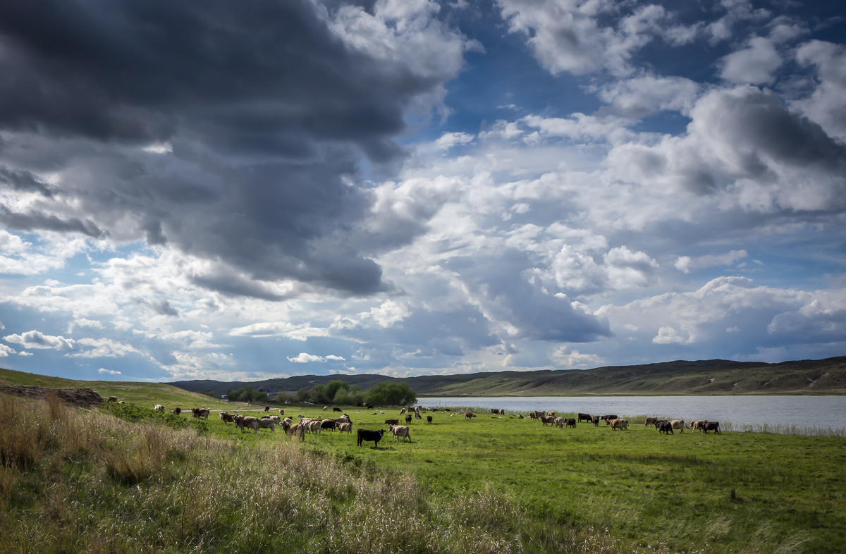 Crossbred cattle along the lake