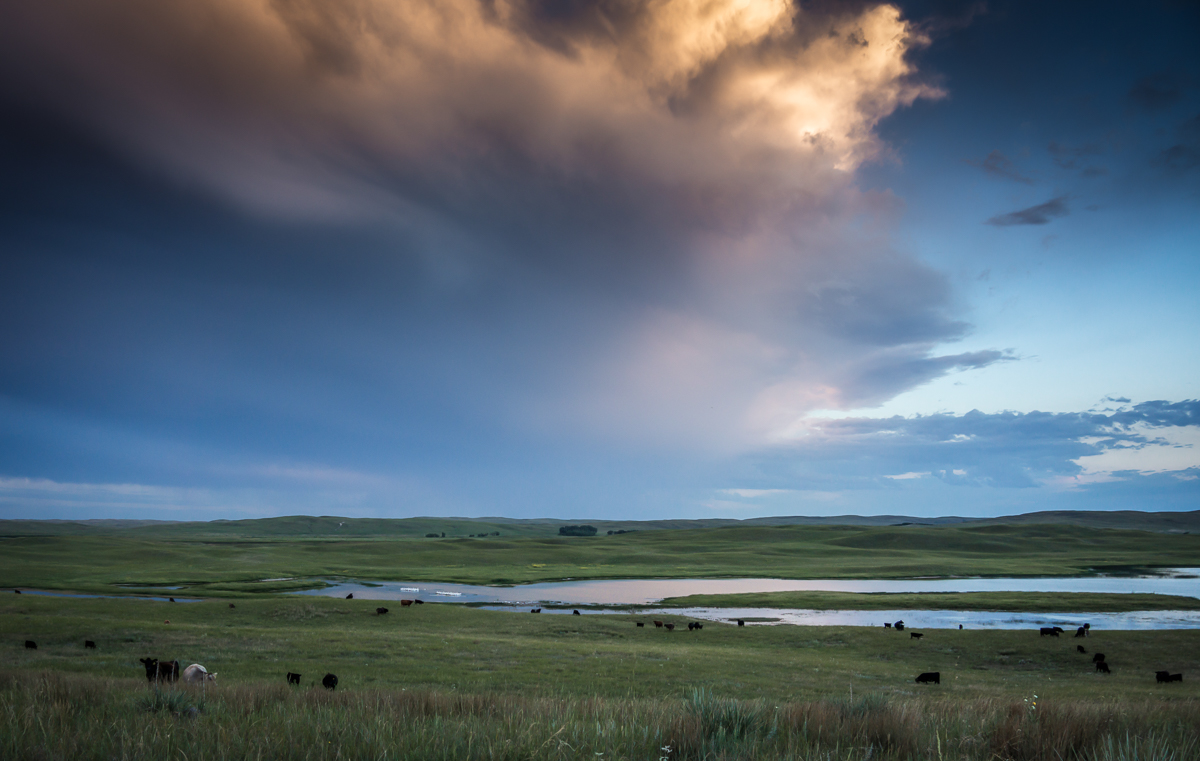 JHL Ranch cattle under big sky