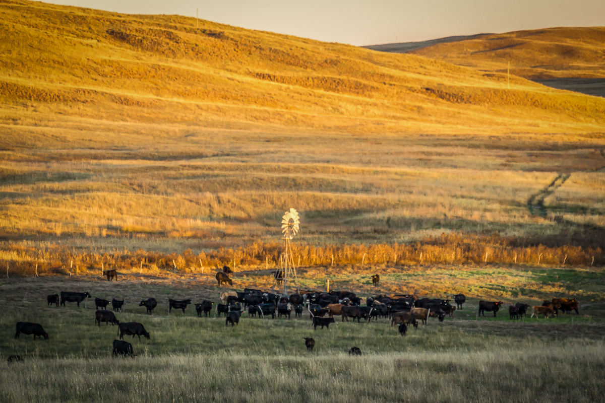 Crossbred cattle gathering at a windmill for fresh water