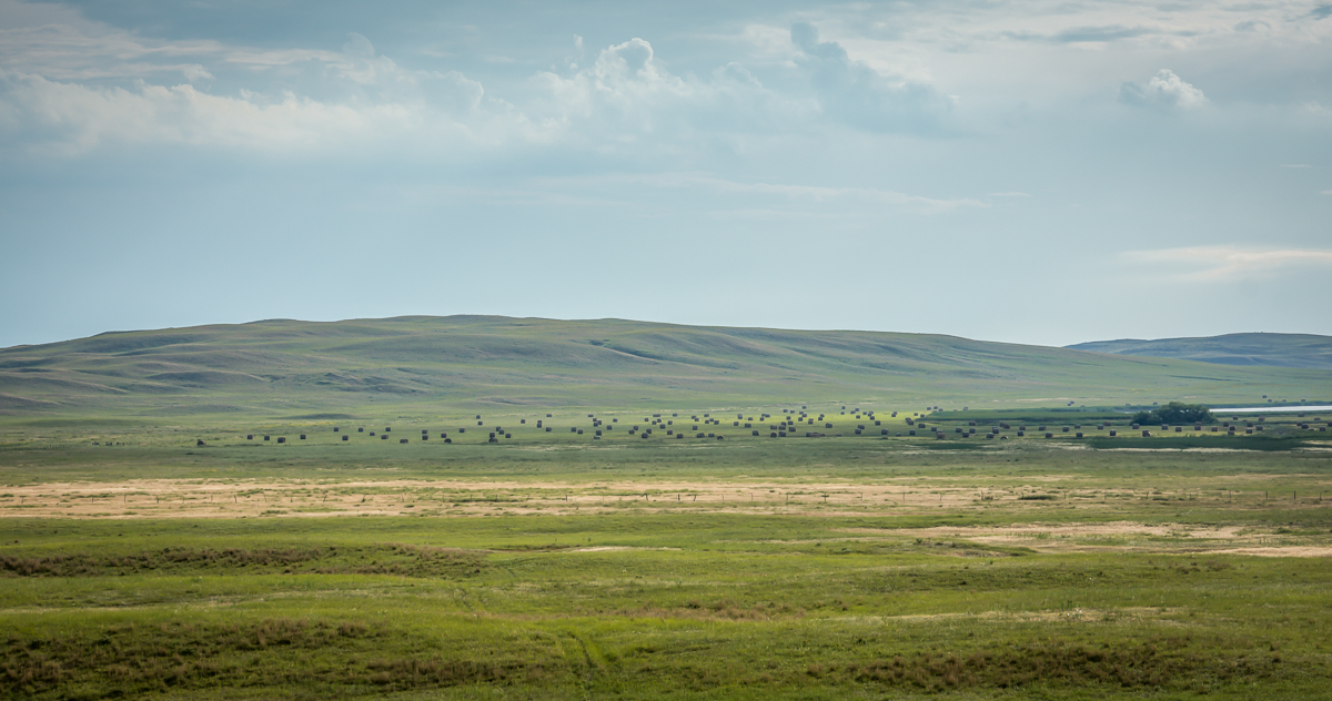 Crossbred cattle at The Card with grass-covered Sandhill dune