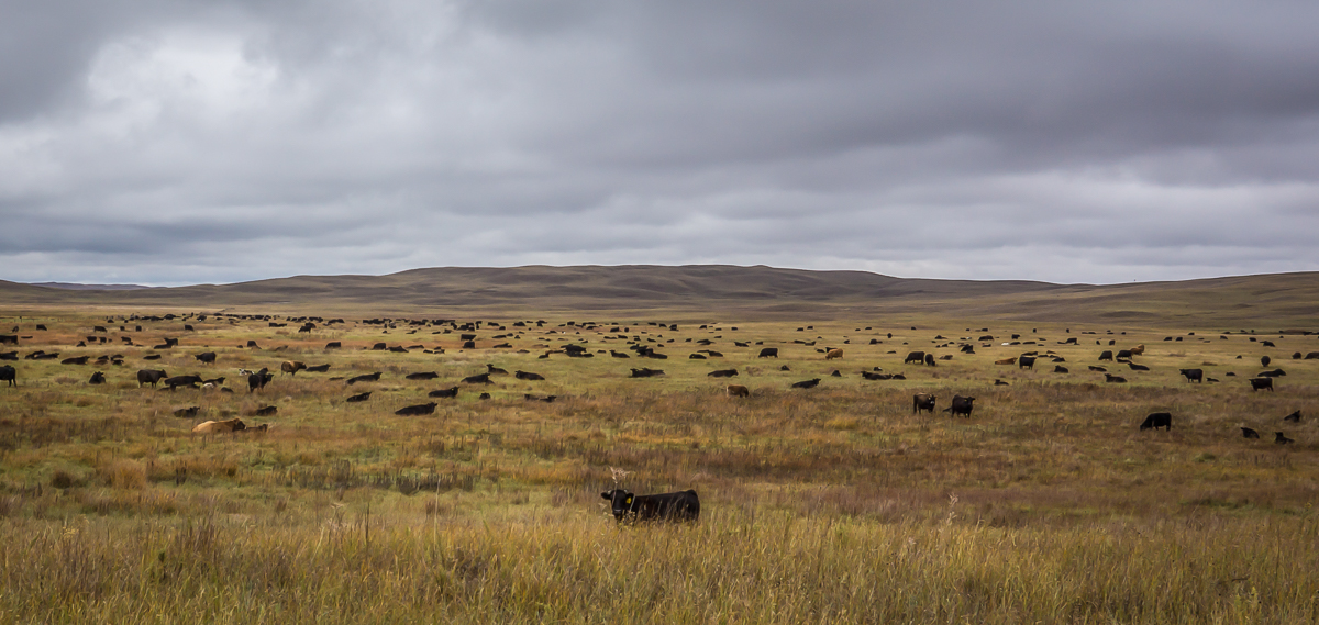 Contented herd laying down at The Card