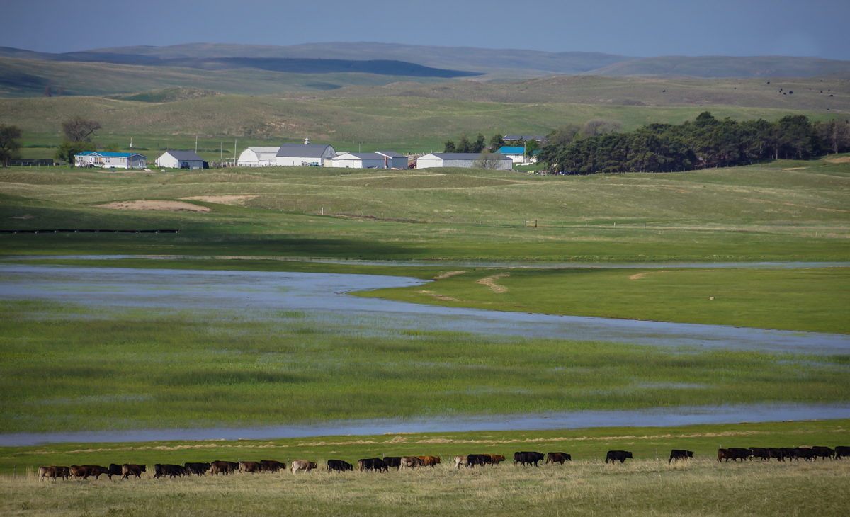 Gathering crossbred cattle at The Main Place