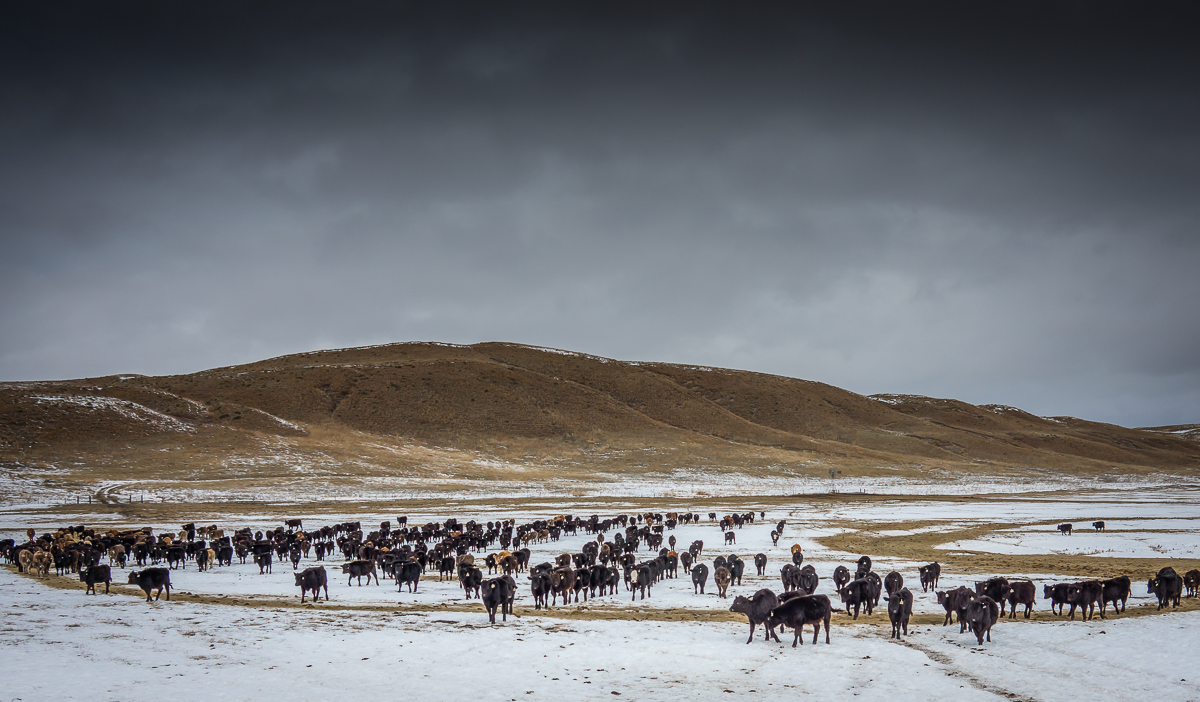 Crossbred cattle coming to feed in winter