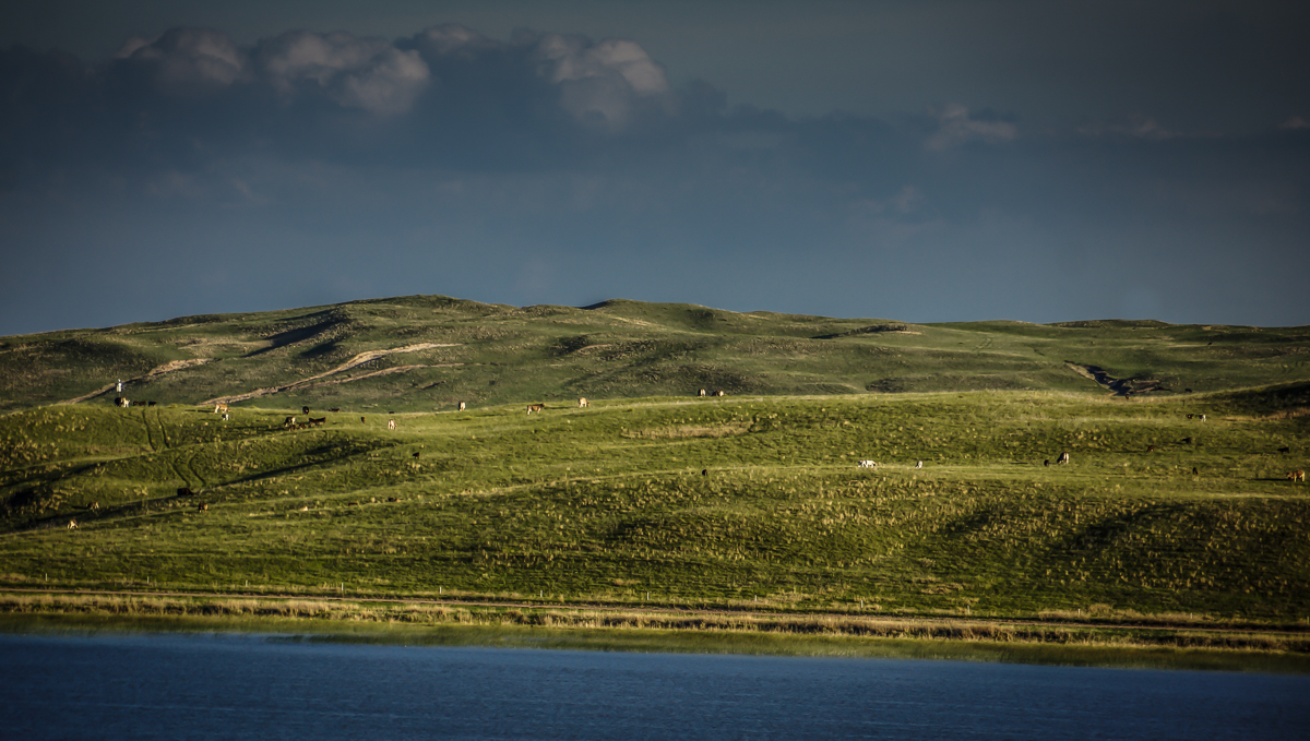 Crossbred herd grazing on Sandhills grass
