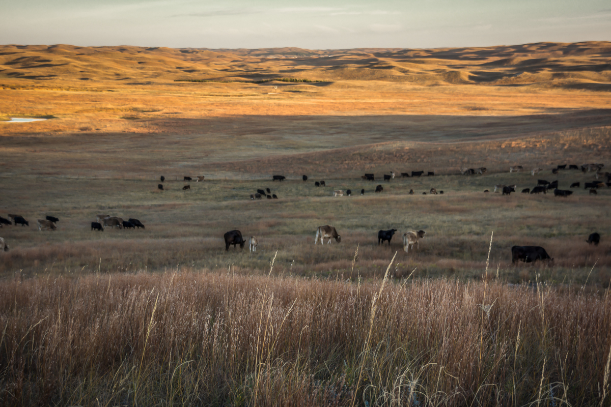 Crossbred cattle grazing in autumn