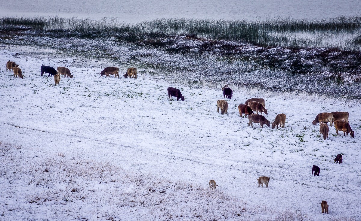 Crossbred herd in snowy pasture