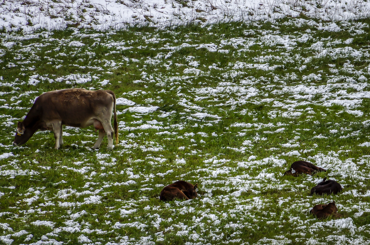 Crossbred cattle in snow with spring grass emerging