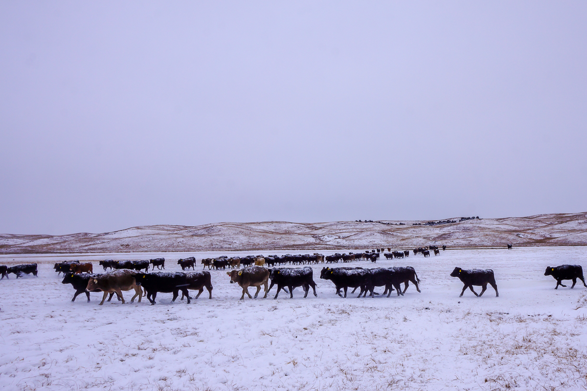 Crossbred cattle with fresh snow on their backs