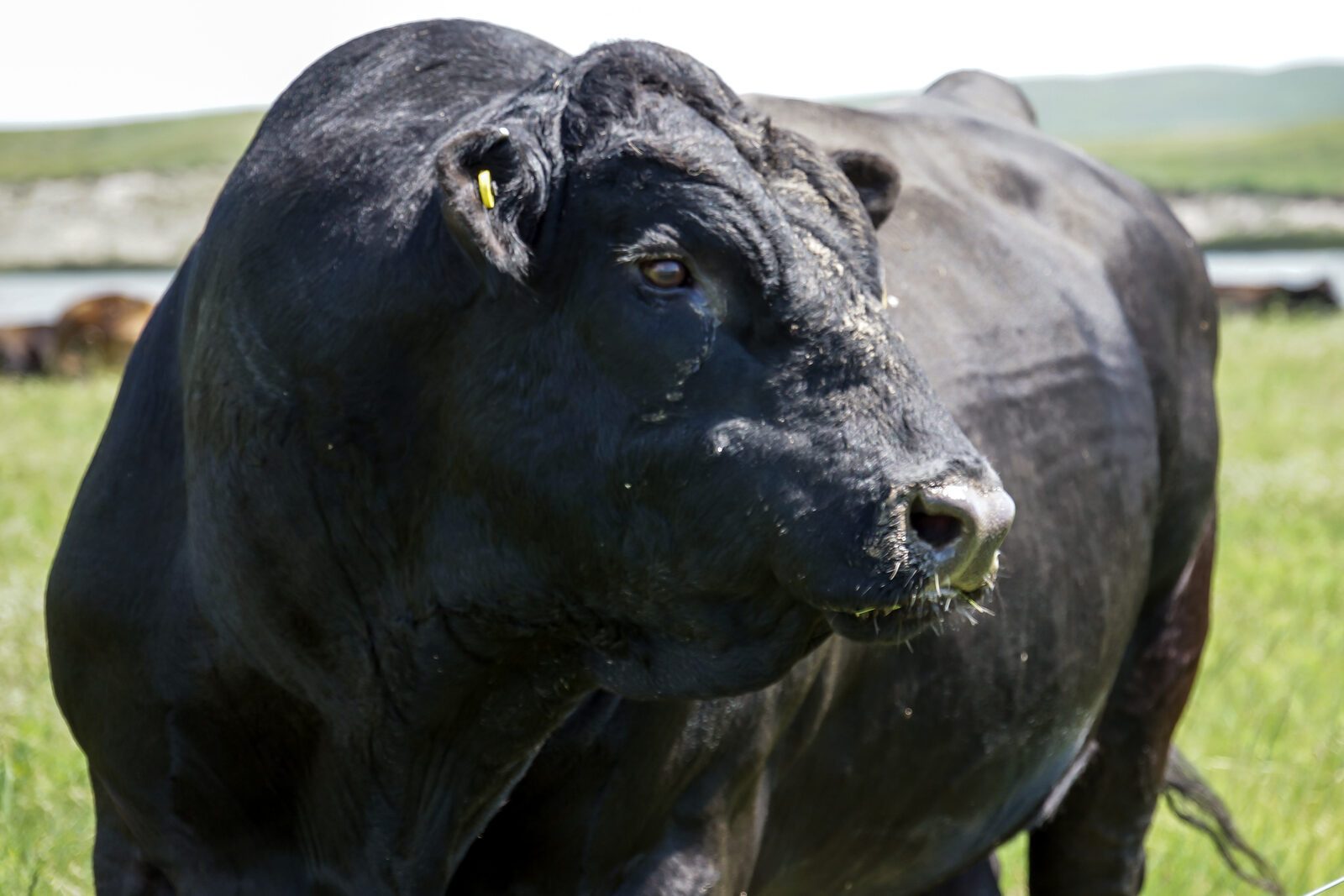 Angus bull profile close-up