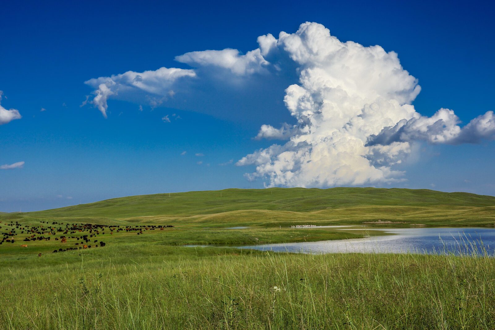 Summer pond with vibrant meadow grass and dramatic clouds