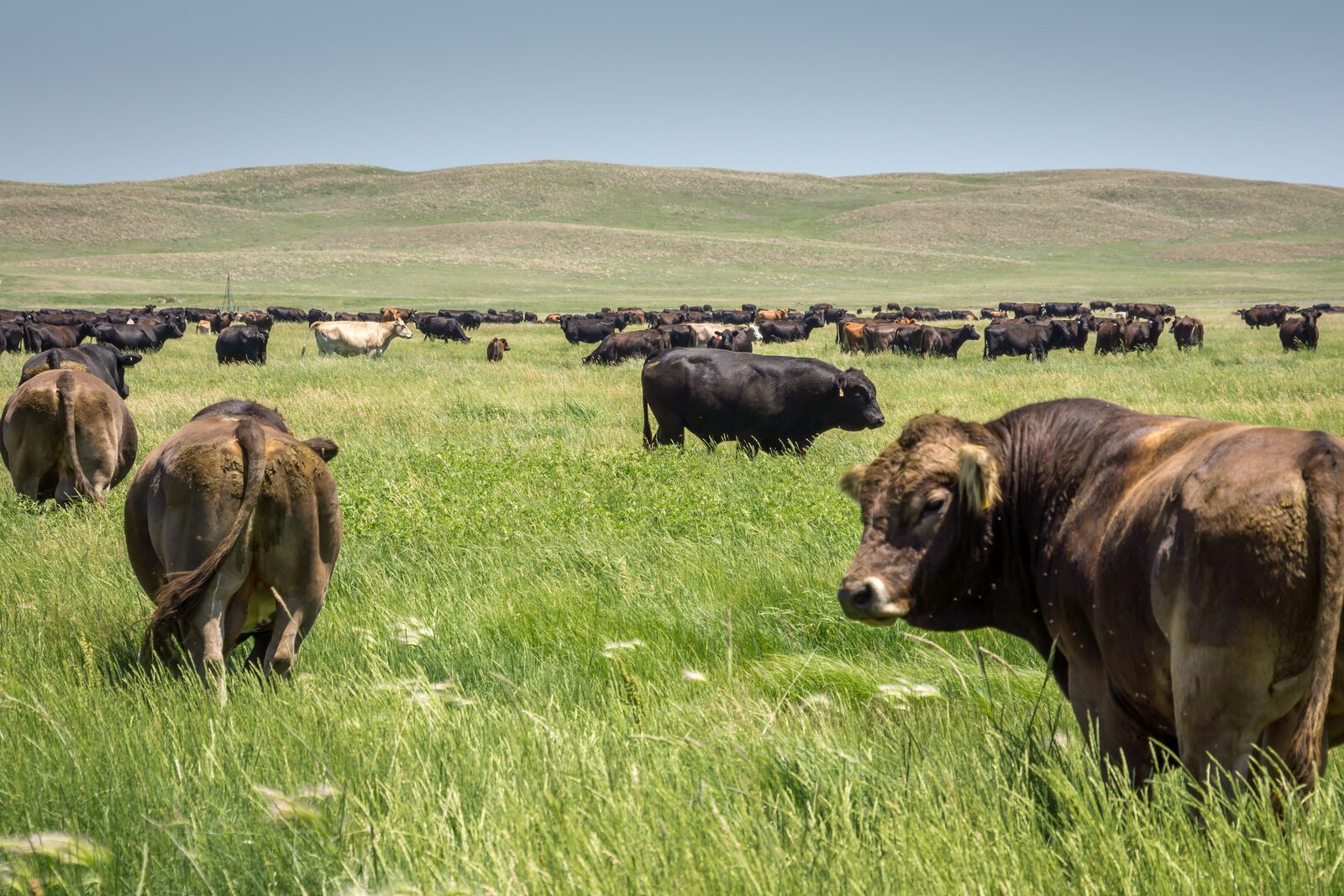 Angus and Braunvieh bulls with crossbred herd in background