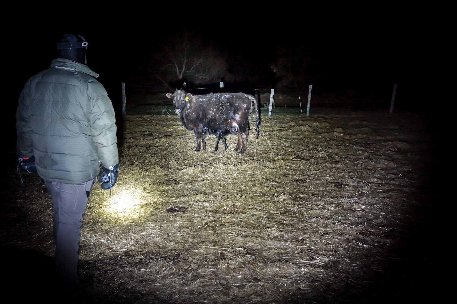 Ethan night calving - checking on heifers and old cows during calving season