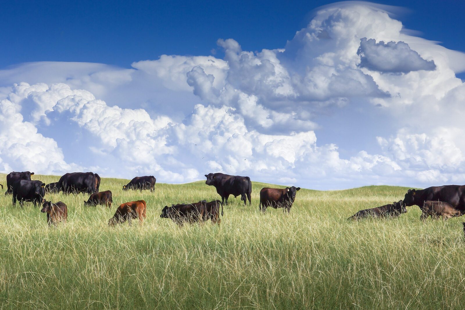 Waylon the Angus bull on ridge with cows and calves