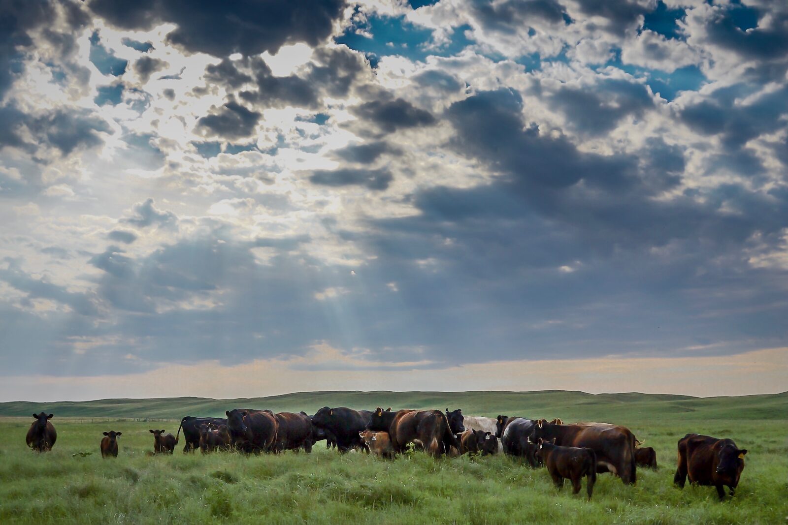 Waylon the Angus bull with crossbred cows and calves