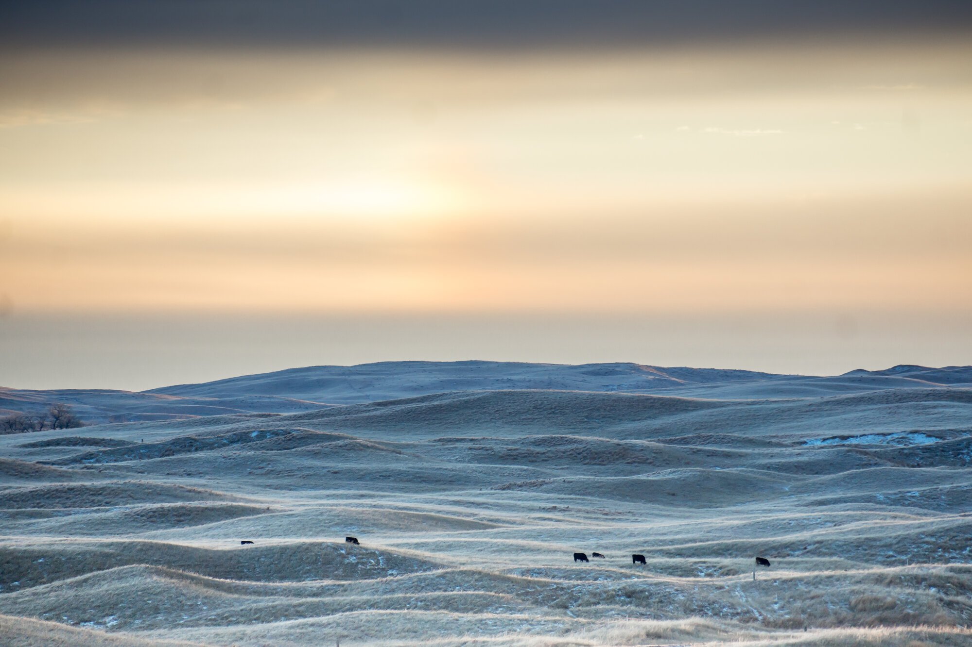 JHL Ranch cattle in the Nebraska Sandhills